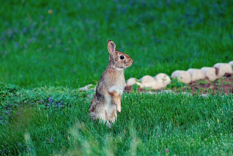 The Cottontail Rabbit