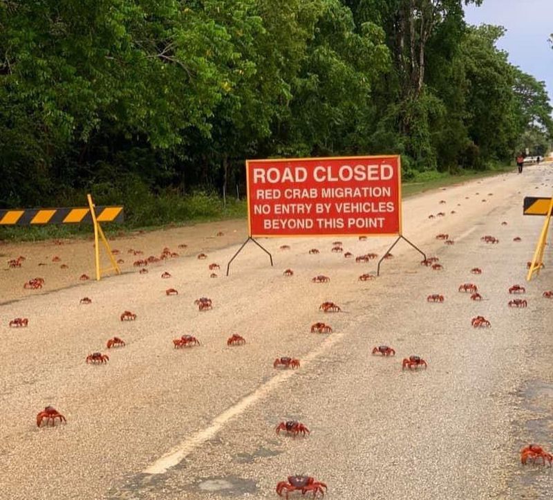The Crab Invasion of Christmas Island