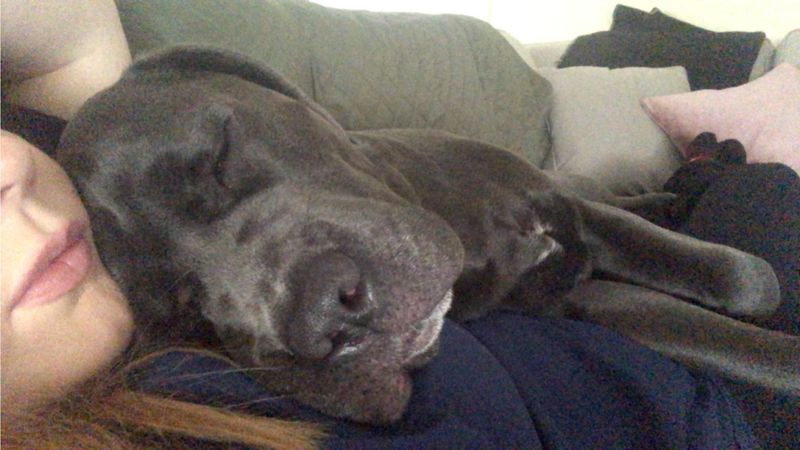 The Cuddle Enthusiast