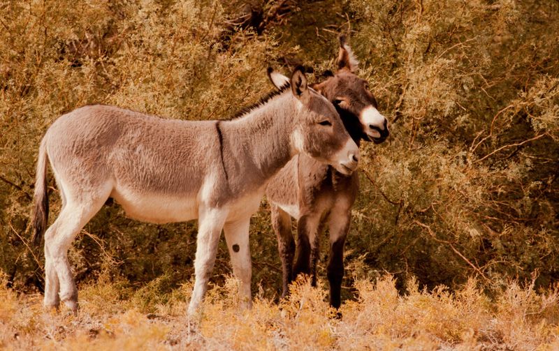The Cultural Significance of Wild Donkeys