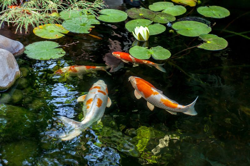 The Cultural Symbolism of Koi