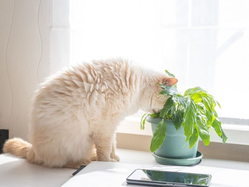 The Cunning Plant Nibbler