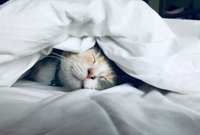 The Curious Case of Cat Naps