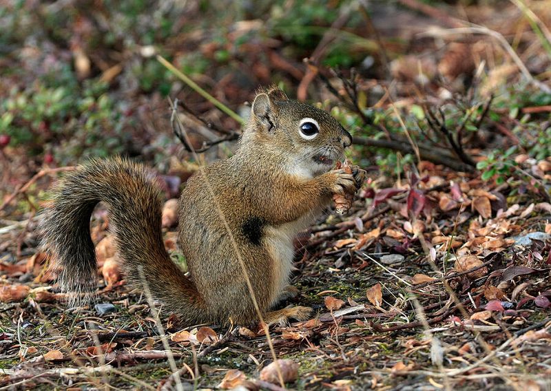 The Curious Red Squirrel