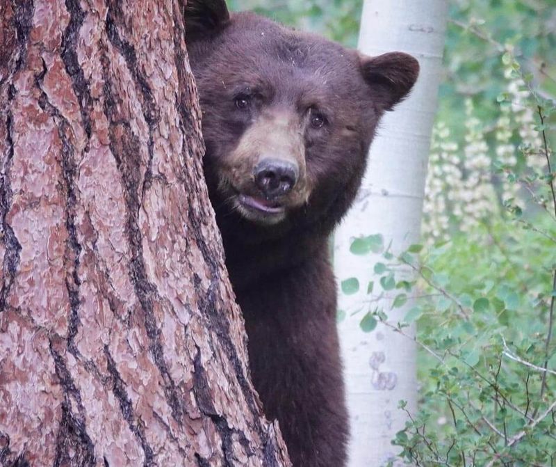 The Curious Visitor in Lake Tahoe