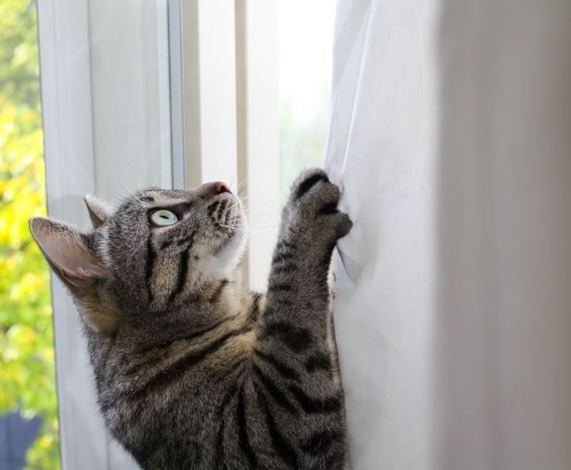 The Curtain Climber