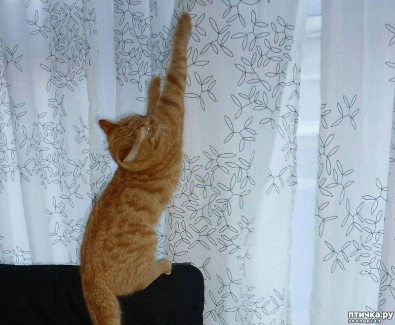 The Curtain Climber