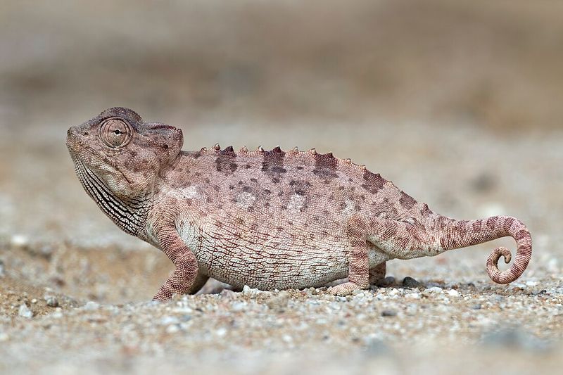 The Dancing Desert Lizard