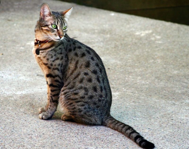 The Diligent Egyptian Mau
