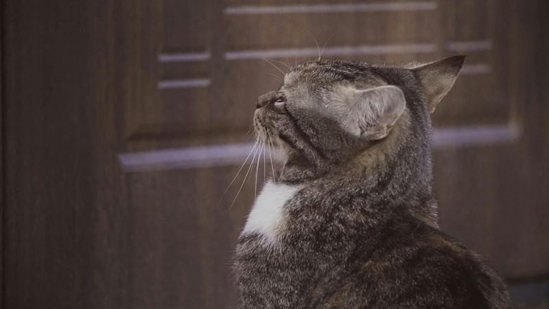The Door Gatekeeper