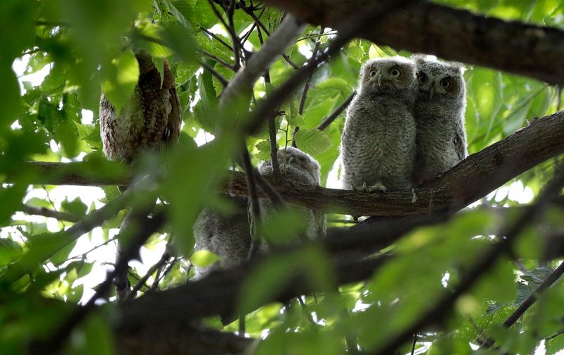 The Eastern Screech Owl