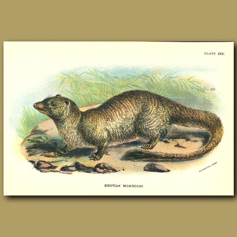 The Egyptian Mongoose