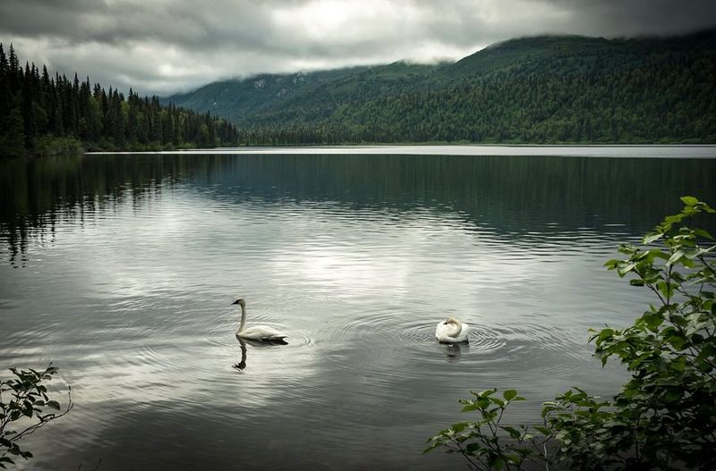 The Elegant Trumpeter Swan