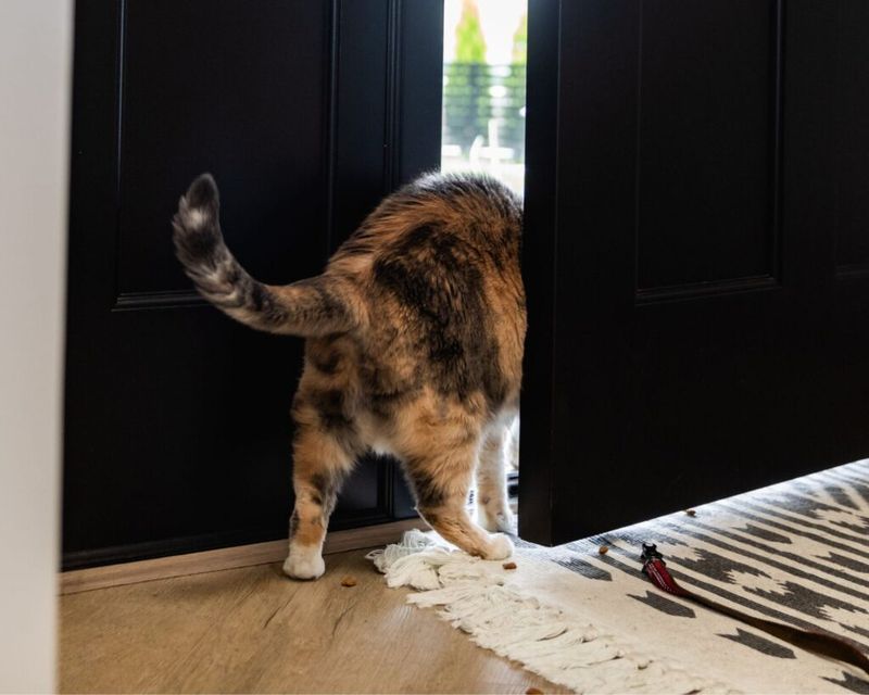 The Elusive Escape Artist