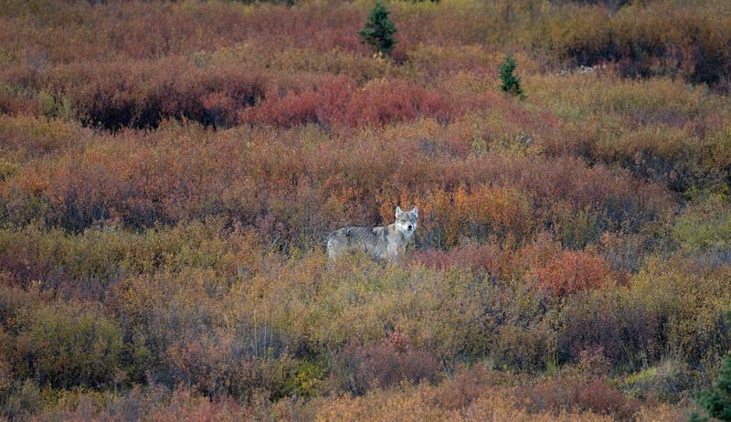 The Elusive Gray Wolf