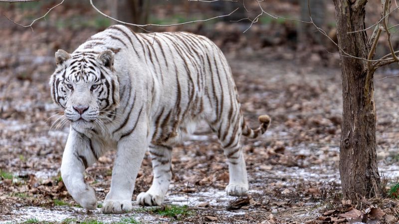 The Elusive White Tiger