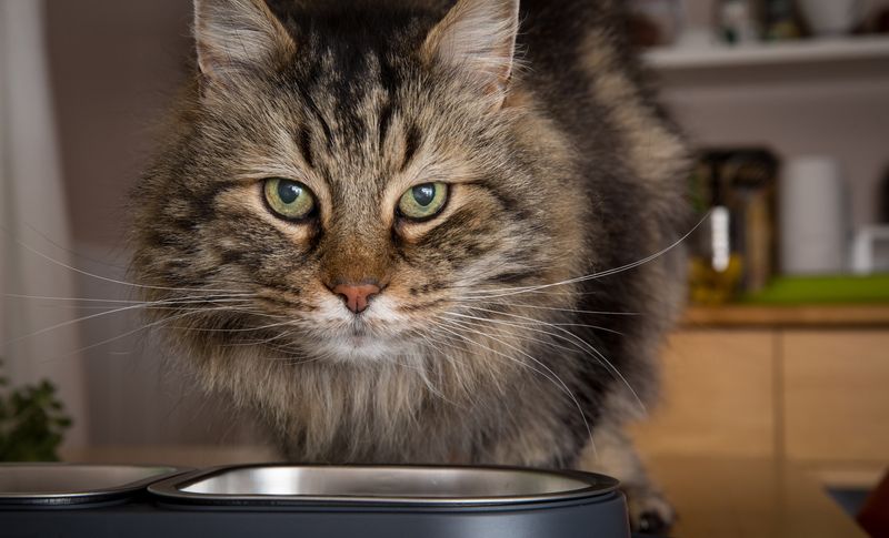 The Enigmatic Cat Whisker Fatigue