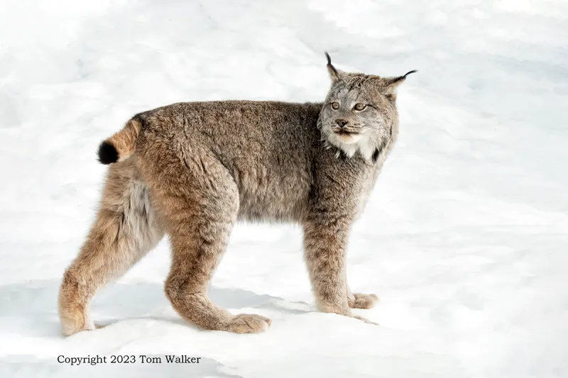 The Enigmatic Lynx