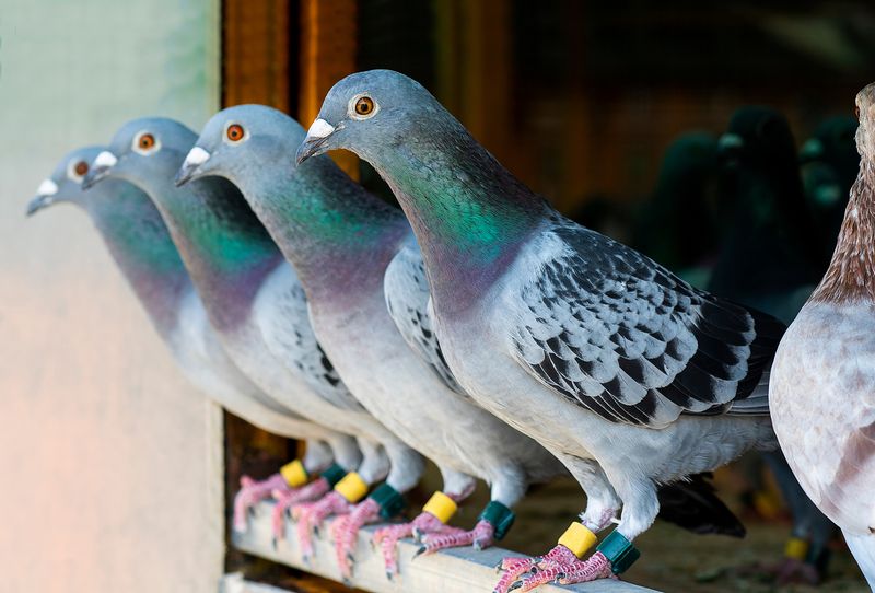 The Fascination with Racing Pigeons