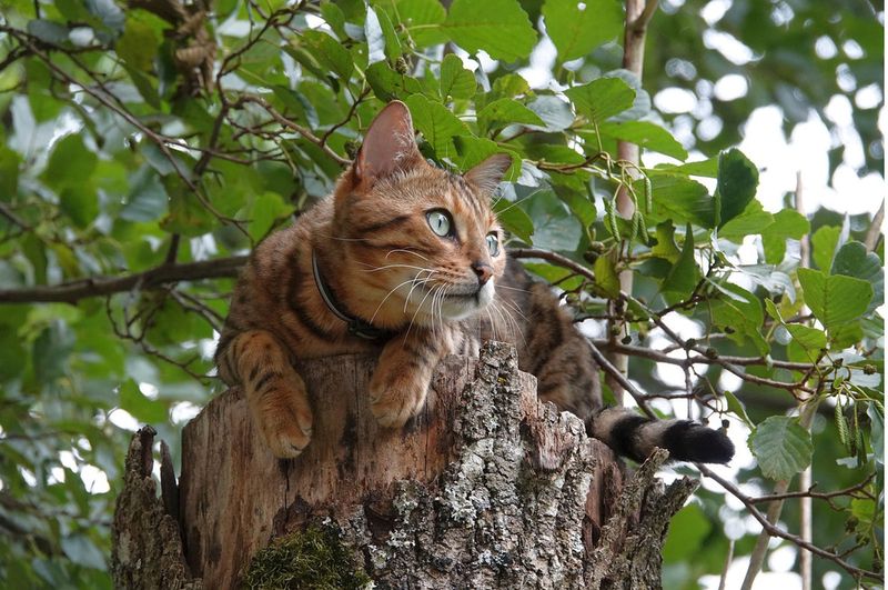 The Fearless Bengal