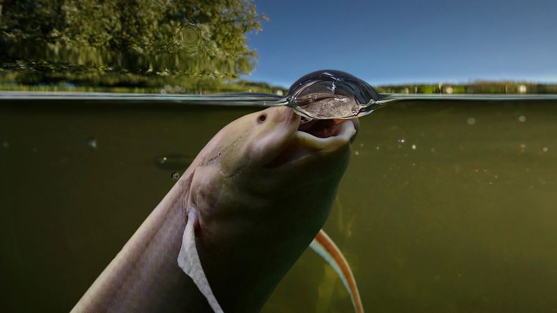 The Fish That Breathes Air