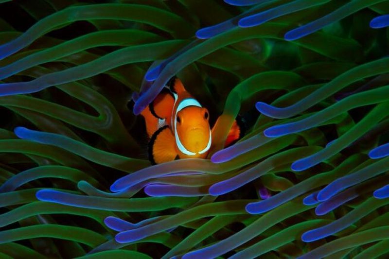 The Fish That Changes Gender