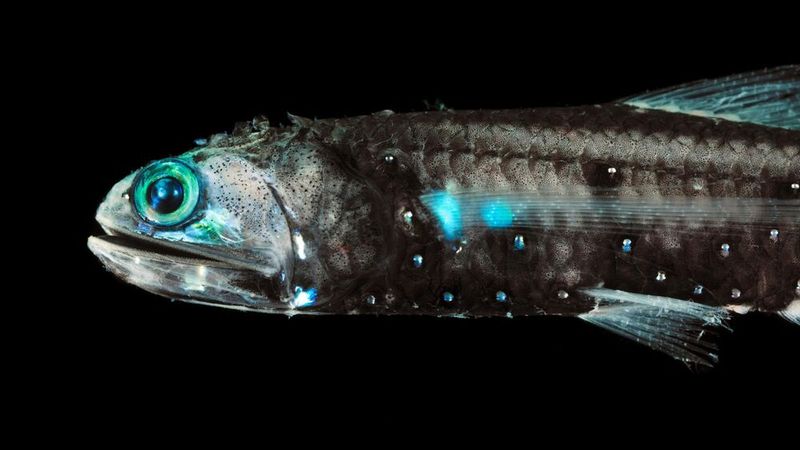 The Fish That Emits Light