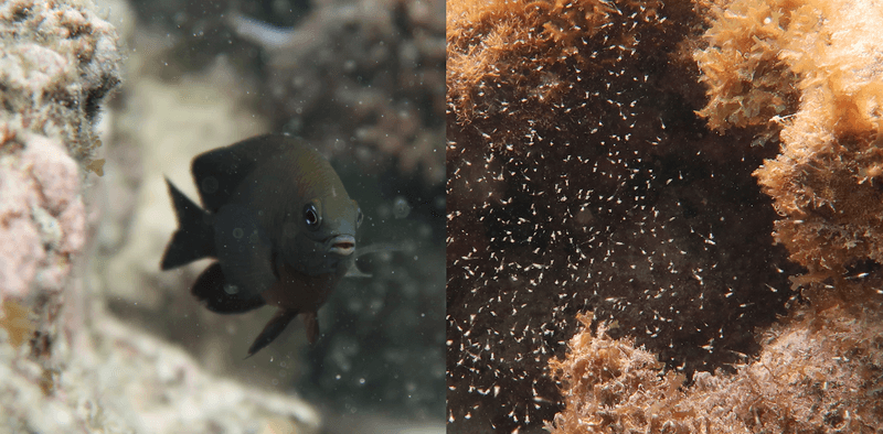 The Fish That Farms Algae