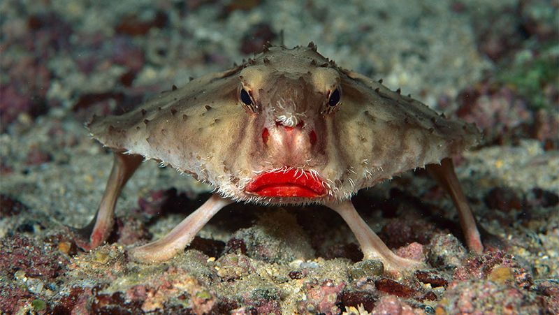 The Fish That Glows Red
