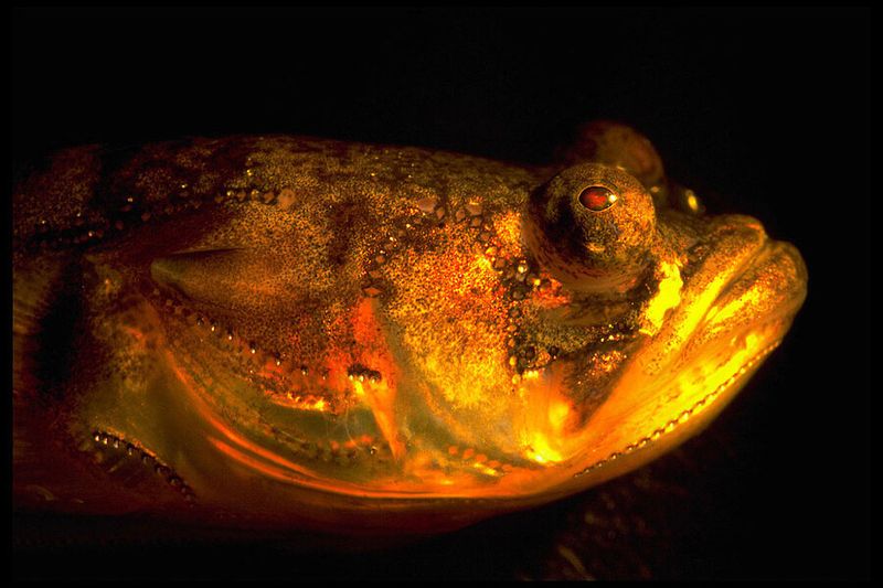 The Fish That Hums
