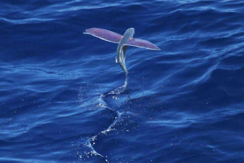 The Fish That Leaps Into the Air