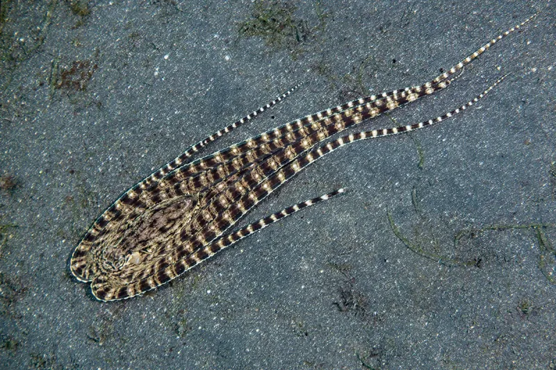 The Fish That Mimics Octopuses