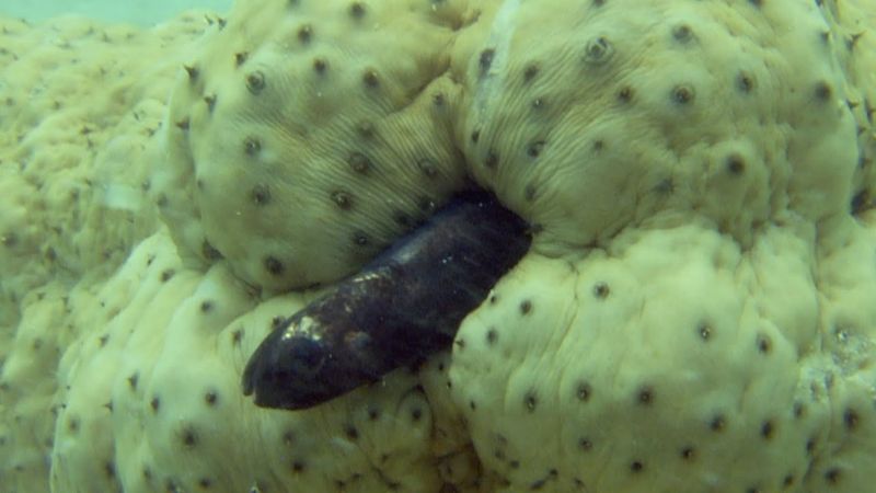 The Fish That Survives Being Eaten