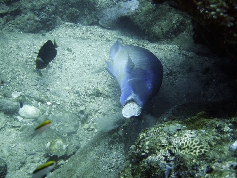 The Fish That Uses Tools