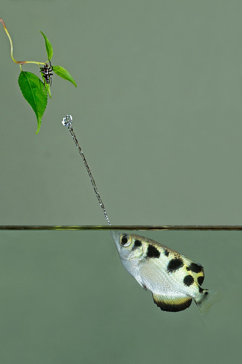 The Fish With a Built-in Weapon