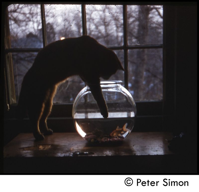 The Fishbowl Intruder