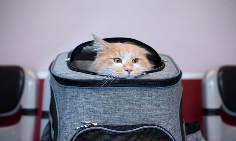 The Frequent Traveler