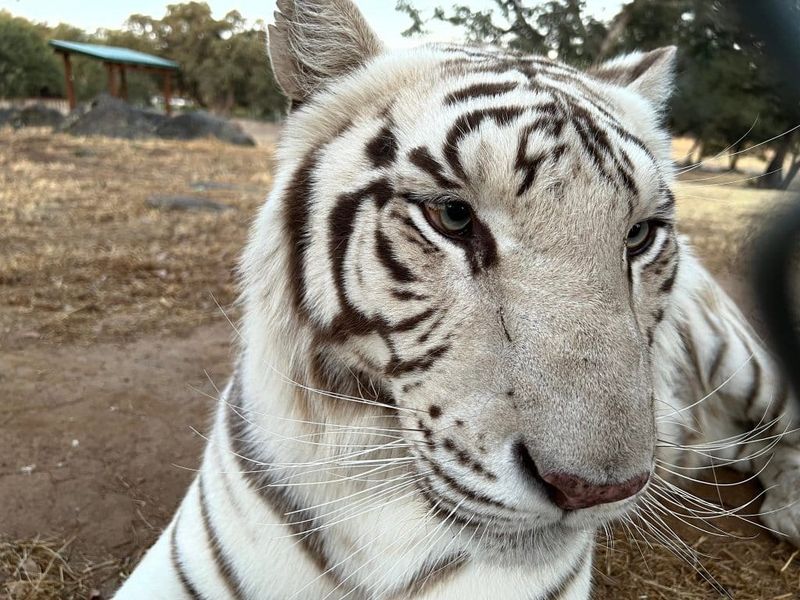 The Future of White Tigers