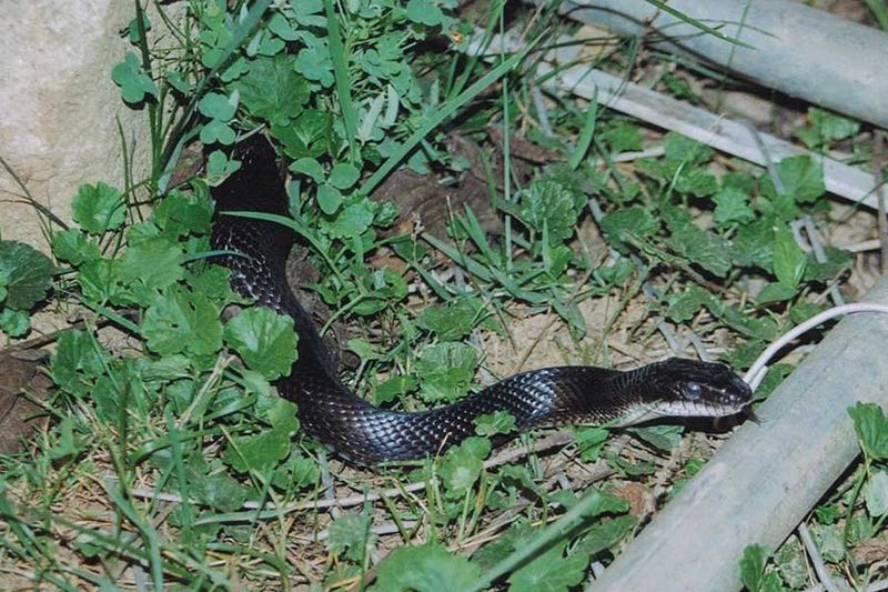 The Garden Snake