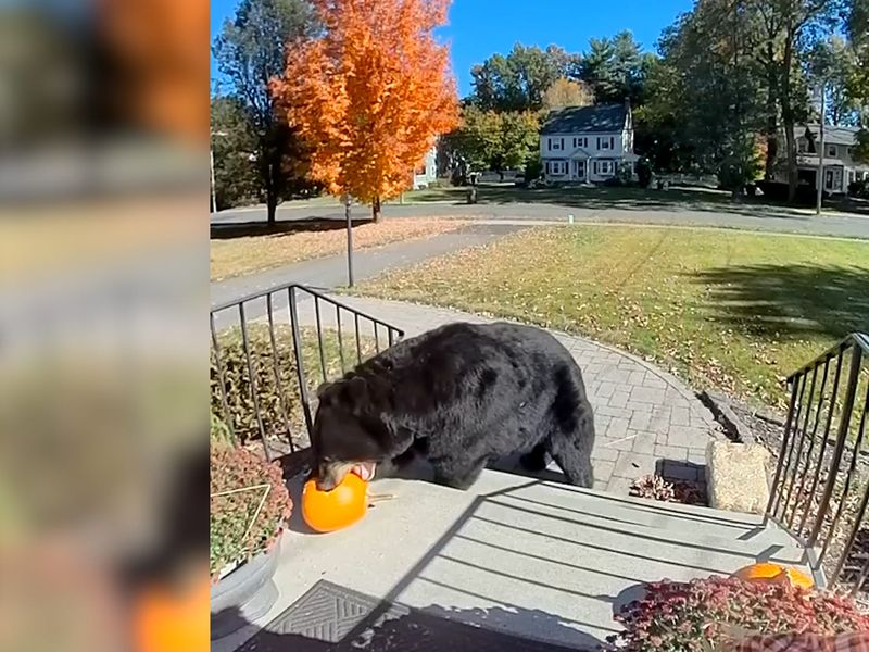 The Garden Thief of New Jersey