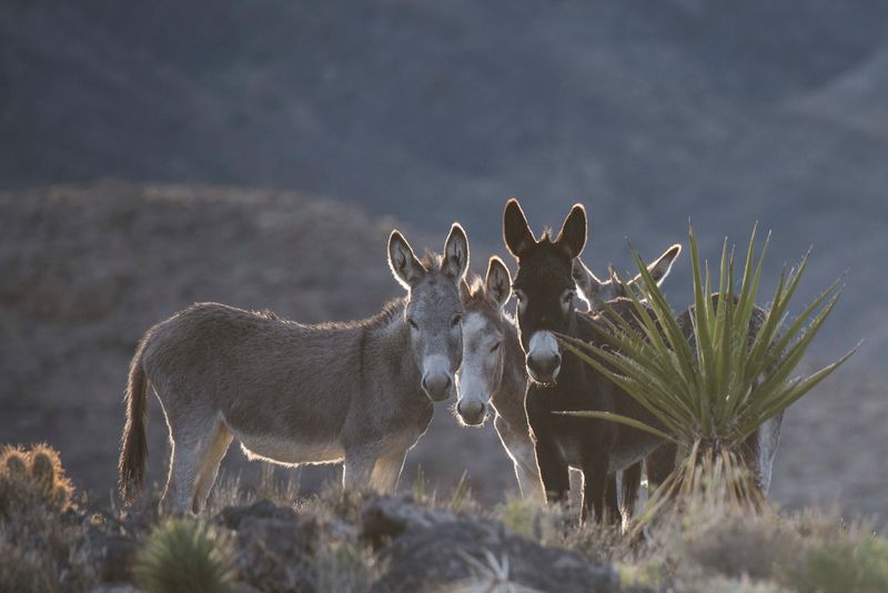 The Genetic Diversity of Wild Donkeys