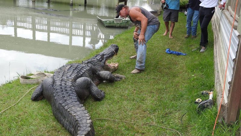 The Gentle Giant