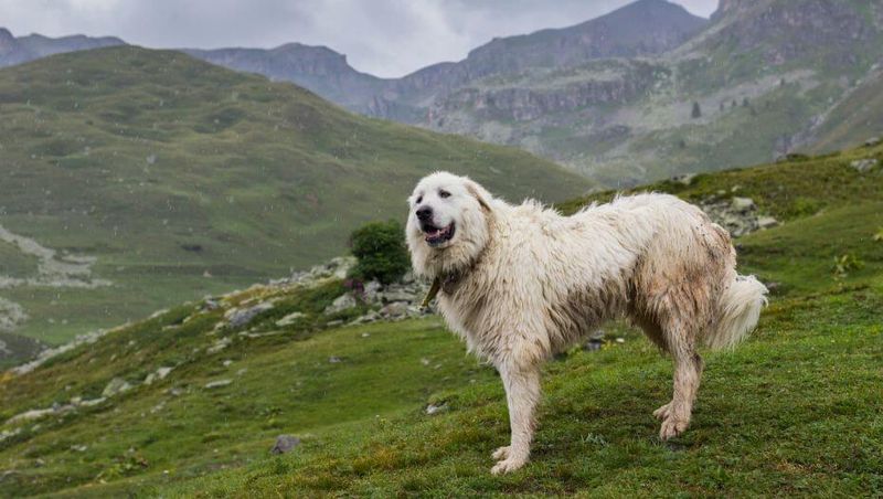 The Gentle Giant: Pyrenean Mountain Dog