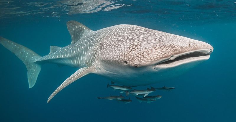 The Gentle Giant: Whale Sharks