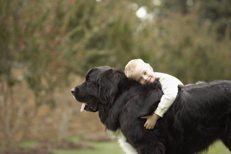 The Gentle Giant