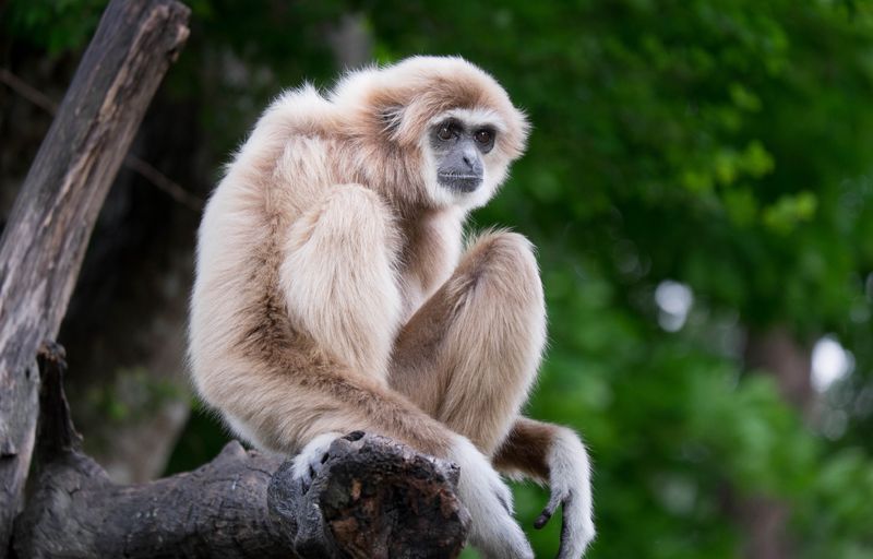 The Gentle Nature of Gibbons