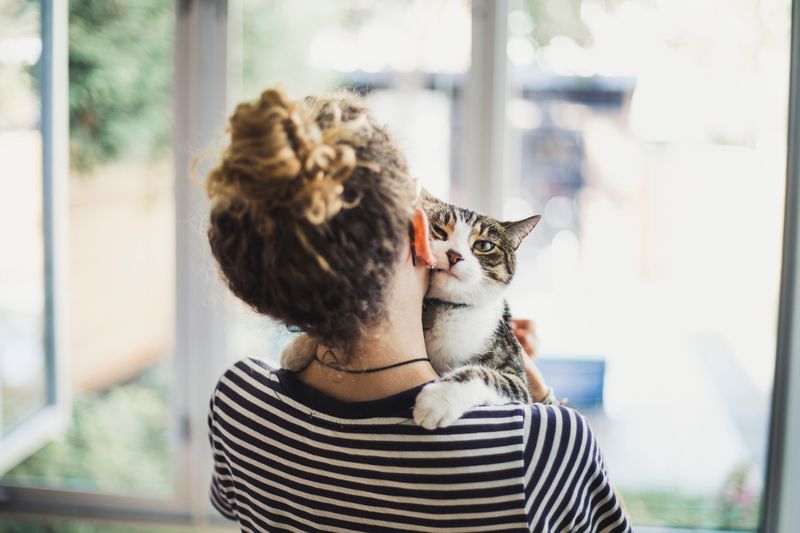 The Gentle Purr