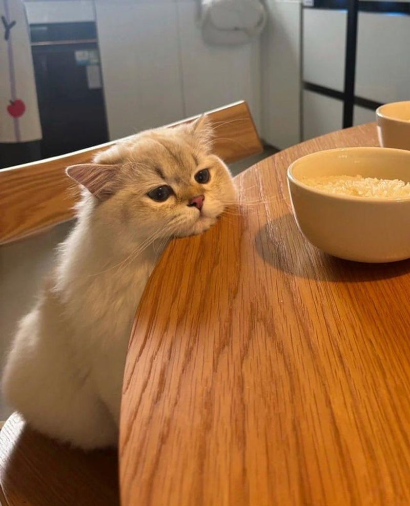 The Gourmet Critic