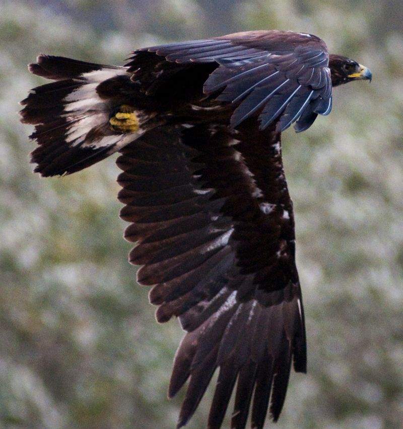 The Graceful Golden Eagle