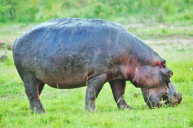 The Grazing Giant